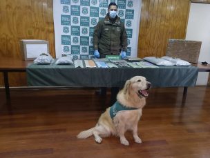 Incautación histórica en Magallanes: Carabineros decomisó más de 5 kilos de droga en Punta Arenas