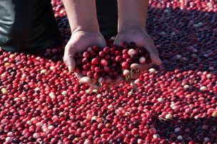 Cranberry: La “superfruta” que se produce en Chile y se exporta al mundo