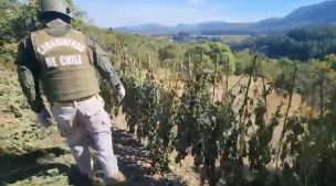 Carabineros detuvo a sujetos que poseían 120 kilos de marihuana en San Clemente