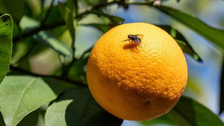 Tras la detección de la mosca de la fruta en San Bernardo: SAG comienza campaña de erradicación