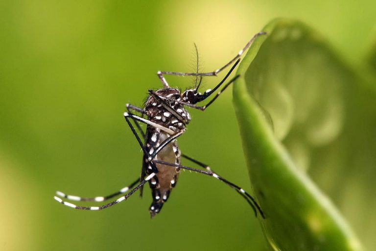 Antofagasta registra 20 focos del mosquito que transmite dengue, zika y chikungunya