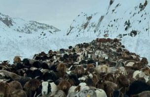 Maule: Miles de animales llevan diez días atrapados en la cordillera