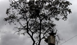 Caída de árbol obliga a suspender tránsito en La Reina