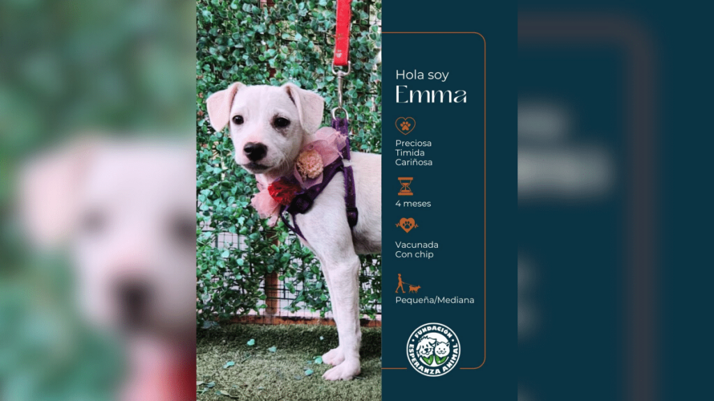 adopción canina El sábado 1 de junio será la primera jornada de adopción canina en este espacio.