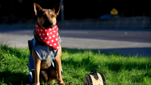 Realizarán jornada de adopción canina en Vitacura: Sepa dónde y cuándo será el evento