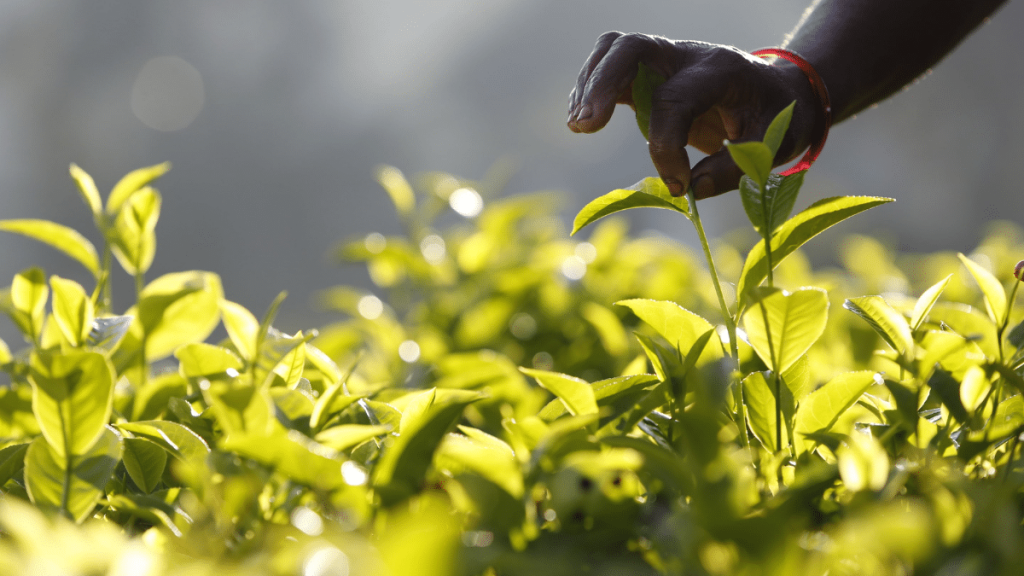 En tiempos de frío disfrutar un té de calidad es ideal y en Chile consumir esta bebida es un hábito que está profundamente en la sociedad.