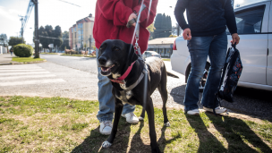 Uber Pet: Llega a Chile la alternativa para viajar con las mascotas