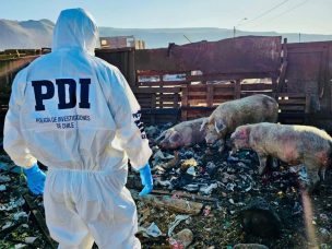 PDI detuvo a sujeto por maltrato animal en Arica