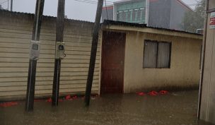 Por desborde del río Pichilo: Senapred solicita evacuar sectores de la comuna de Arauco