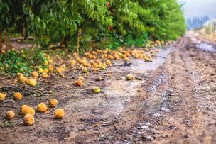 Frutas de Chile informa sobre los efectos del sistema frontal en el sector agrícola