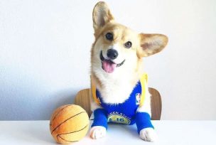 Steph Furry, el perro que da su vaticinio de quien será el campeón de la Euro 2024