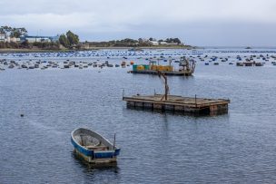 Huelga en puertos de EE.UU. impacta exportaciones de fruta chilena: Más de 580 contenedores afectados