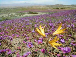 Especialistas explican si habrá desierto florido y por qué floreció en invierno