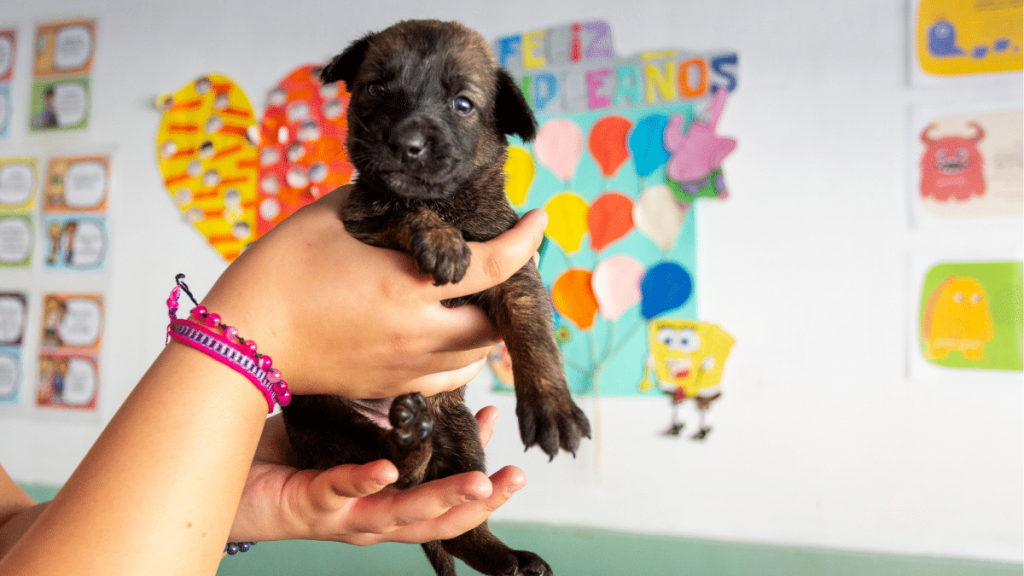 Cada 21 de julio es el Día Mundial del Perro. Agencia Uno.