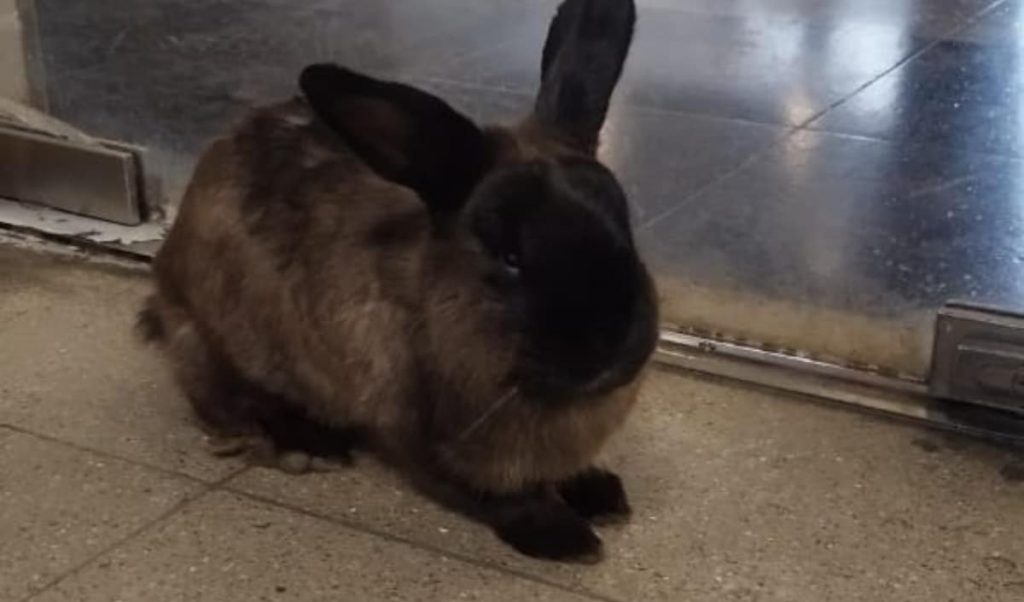 ¡Se perdió! Metro de Santiago busca a dueños de conejo encontrado en una estación