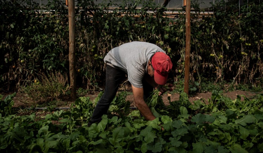 Lluvias y heladas provocan alza en el precio de la lechuga: Conoce los consejos para ahorrar