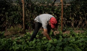 Lluvias y heladas provocan alza en el precio de la lechuga: Conoce los consejos para ahorrar