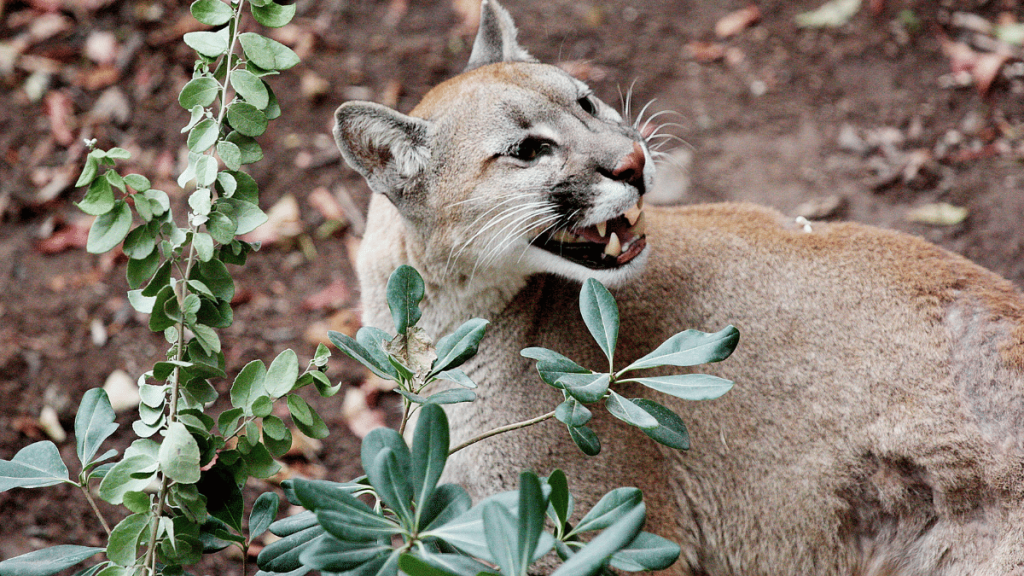 Colchane: Ganadero falleció tras presunto ataque de puma