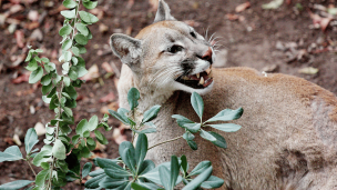 Colchane: Ganadero falleció tras presunto ataque de puma