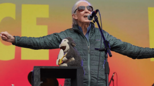 Jane Goodall, la primatóloga británica de 90 años, regresa a Chile: Dónde, cuándo y venta de entradas