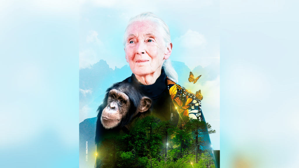 Jane Goodall Jane Goodall, la primatóloga británica regresa a Chile.
