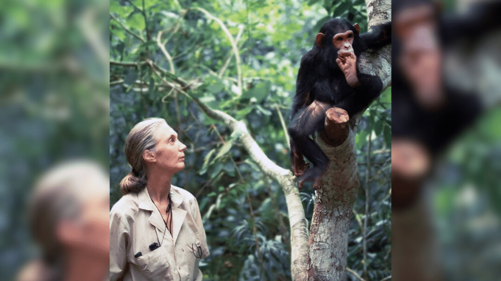 Jane Goodall Jane Goodall revolucionó el mundo de la ciencia con sus estudios sobre los chimpancés.