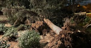 Temporal en Santiago: Árboles caídos, cortes de luz y transporte afectado