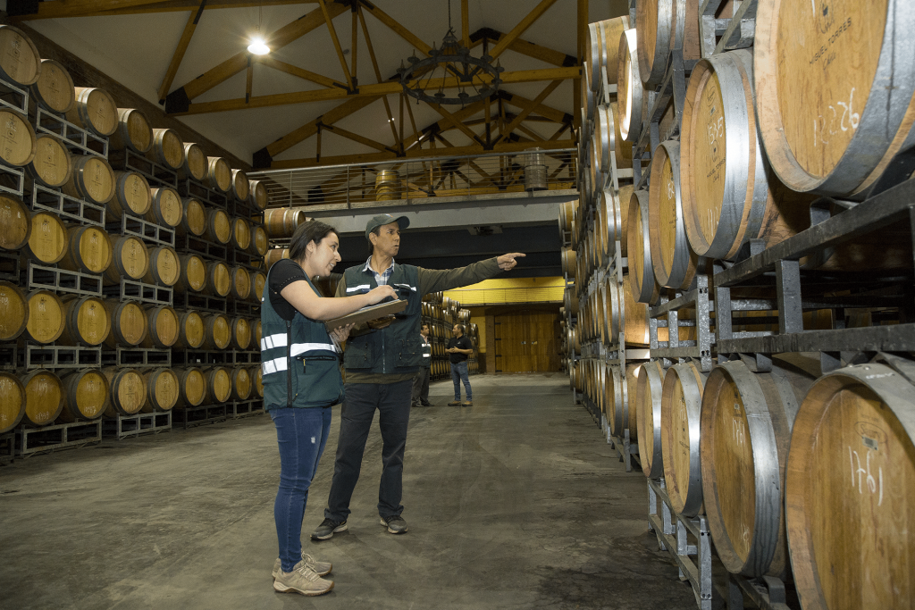 Producción de vinos en Chile muestra tendencia a la baja