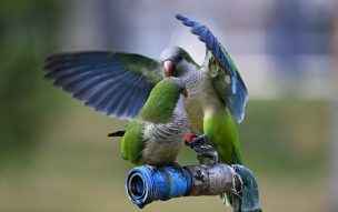 “Fiebre del loro”: Veterinarios de la U. de Chile detectan bacteria en Cotorras Argentinas que puede afectar a humanos