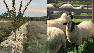 Innovador proyecto transforma la lana de oveja en fertilizante natural