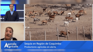 Presidenta de la Sociedad Agrícola del Norte aborda el auspicioso escenario en la región de Coquimbo tras sistema frontal