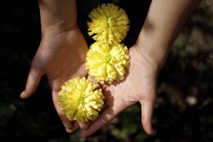 Según la IA: ¿Qué significa regalar flores amarillas este 21 de septiembre?