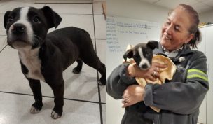 ¡Final feliz! Cachorro que llegó a estación de Metro de Santiago encontró un hogar