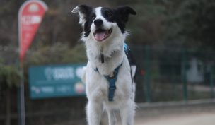 Principales cuidados para mascotas en Fiestas Patrias, según la IA