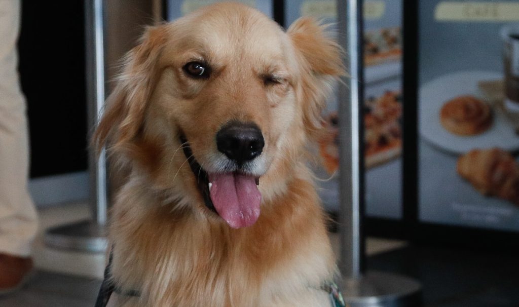 Fiestas Patrias: Cuida la alimentación de tus mascotas con estos consejos