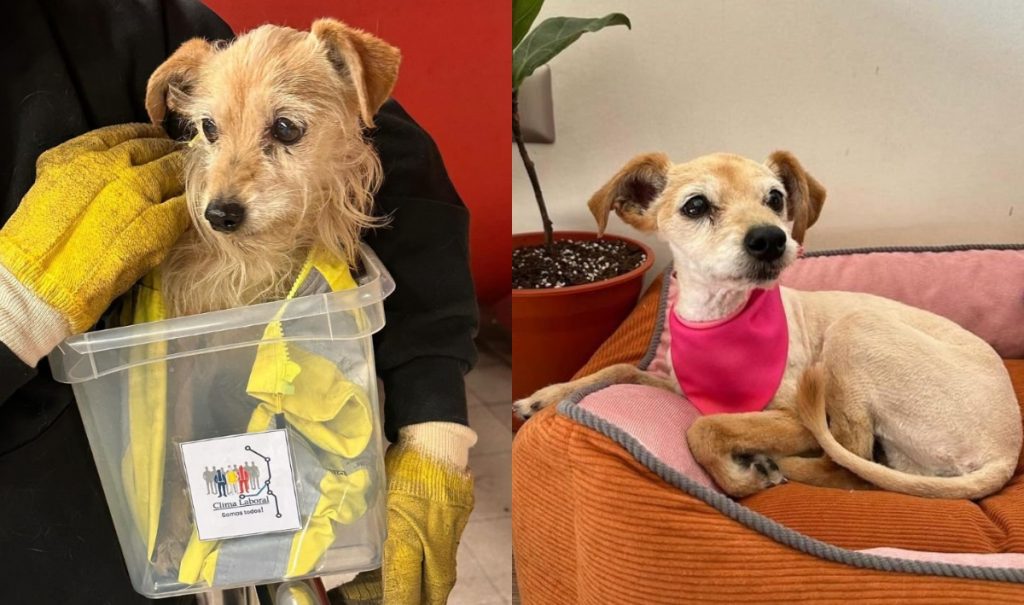 Metro de Santiago busca hogar para “Sakura”