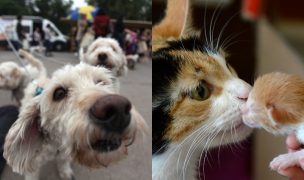 ¿Perro o gato? Descubre la mejor mascota para tu hogar