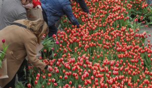 Día del Tulipán 2024: Conoce dónde se entregarán flores gratis este jueves