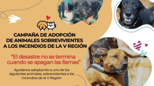 ¿Quieres agrandar tu familia? Colmevet lanza Campaña de adopción de animales tras mega incendio en Valparaíso