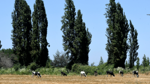 Enagro 2024: Este miércoles se realiza el evento agrícola bajo el lema 