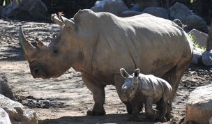 Día Mundial de los Animales: Celebrando la vida de todas las especies