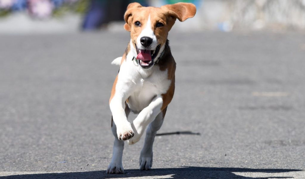 ¿Le das premios a tus mascotas? Conoce toda la información sobre ellos y los que son 