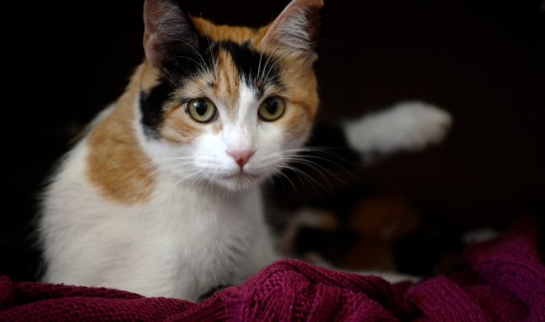 5 consejos para que tu gato viva más y mejor: los cuidados que pueden prevenir enfermedades