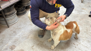 Hombre es detenido por el delito de maltrato animal en Lampa