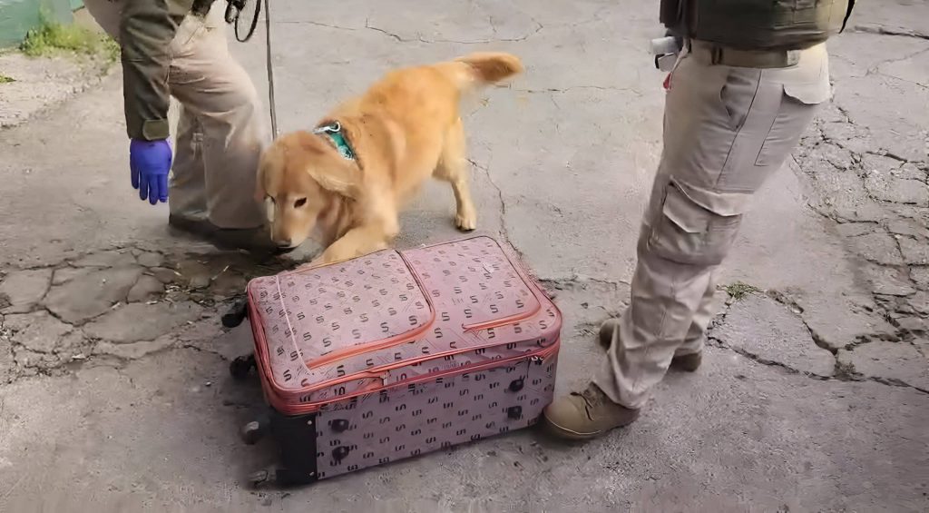 Can antidrogas “Flipper” detecta más de 10 kilos de droga en operativo en Terminal San Borja