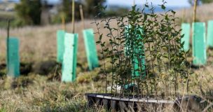 El regalo que el planeta necesita esta Navidad: Regala vida con un árbol