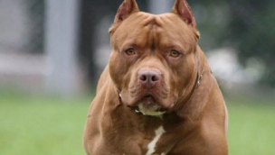 Bebé de 15 meses muere tras ataque de perro pitbull en Talca