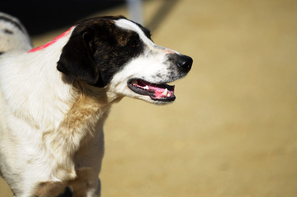 Mordedura de perro: cómo tratarla correctamente y cuándo buscar ayuda médica