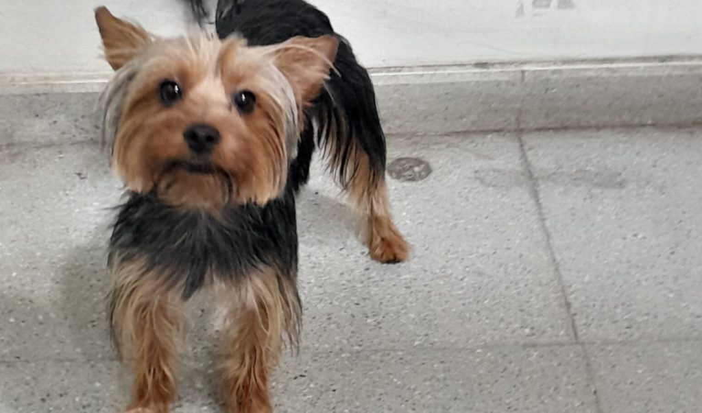 Metro de Santiago busca a dueños de perro perdido en Línea 3