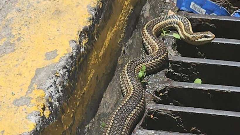 Rescatan a culebra hallada en Valparaíso: SAG destaca su rol en el control de plagas